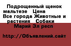 Подрощенный щенок мальтезе › Цена ­ 15 000 - Все города Животные и растения » Собаки   . Марий Эл респ.